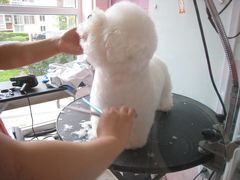 -唐小姐の猫狗洗护·购宠旗舰店(周浦万达店)