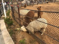 -大连森林动物园