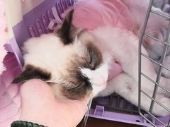 -芭比堂动物医院·CT·微创中心(新顺分院)