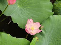 -阿杏饭团(悦汇城店)