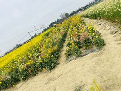 -三圣花乡旅游区