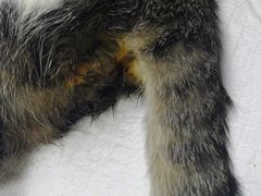 -爱侣宠医·鹦鹉专科·小型哺乳类·异宠专科(灵石路店)