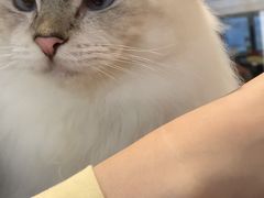 -绒爪撸猫下午茶·猫咖