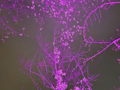 -西北湖绿化广场