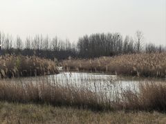 -盐城丹顶鹤湿地生态旅游区