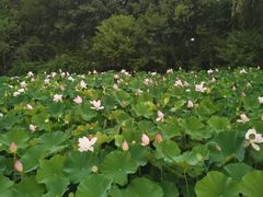 -青枫公园
