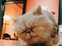 -猫色咖啡·猫咖