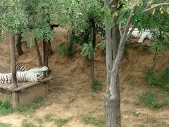 -石家庄市动物园