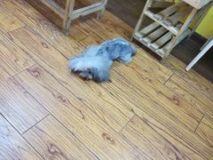 -志龙皇冠吃货椰子铺