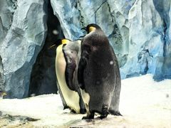 -帝企鹅自助餐厅•儿童岛•真企鹅(长隆企鹅酒店)