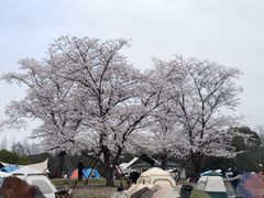-上海滨江森林公园