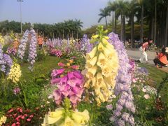 -深圳国际园林花卉博览园