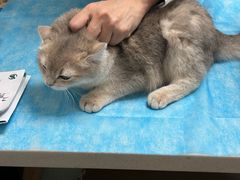 -瑞派·关忠动物医院·猫专科·犬专科(三环新城店)