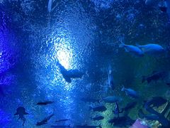 -成都浩海立方海洋公园