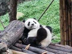 -都江堰中华大熊猫苑