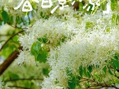 -泰丰公园