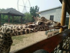 -辛玛王国游乐园