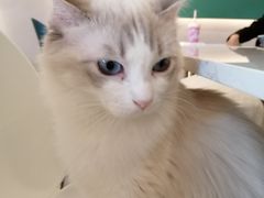 -飞行喵MR PILOT|猫舍·猫咖(静安大融城店)