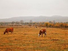 -塞罕坝国家级自然保护区