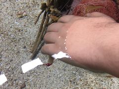 -瑞普利水族馆