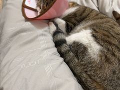 -贝利宠物医院·骨科·眼科·肿瘤转诊中心(南坪诊疗中心)