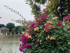 -顺峰山公园