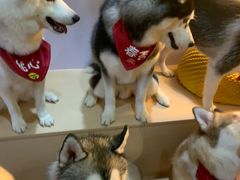 -Husky Go! 哈士奇体验馆·宠物咖啡厅狗咖
