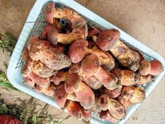 -云南木水花野生菌交易中心