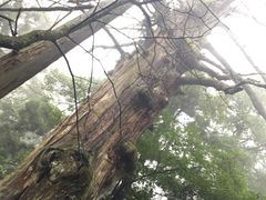 -天目山大树王景区