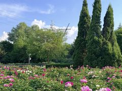 -黑龙江省森林植物园