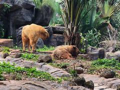 -海南热带野生动植物园