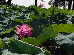 -西湖游船