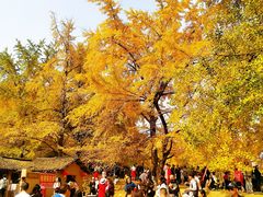-千年银杏谷文化旅游区