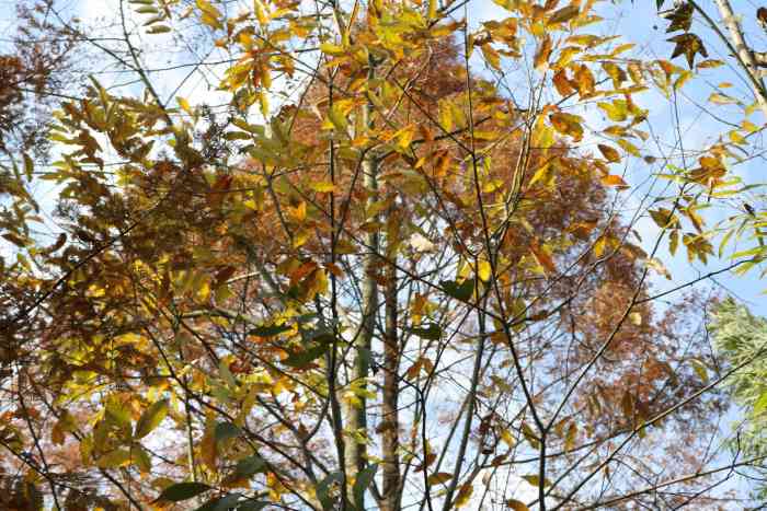 生态大坪(成都小丹巴)-"好像是首评吧,"捡"的哈."成都小巴丹.