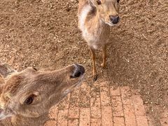 -丽泽山庄·生态怀柔菜·虹鳟鱼(红螺寺店)