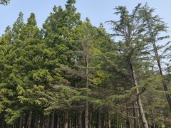 -日照海滨国家森林公园