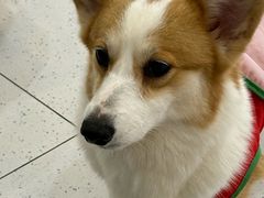 -南京宠物基地·宠物狗宠物猫售卖(南京店)