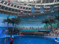 -海合安成都极地海洋公园