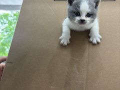 -四月宠物医院·猫专科·心脏专科·内科(转塘店)