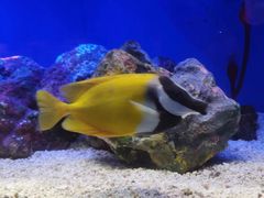 -上海海洋水族馆