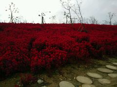 -绵阳盛世樱花悠乐谷