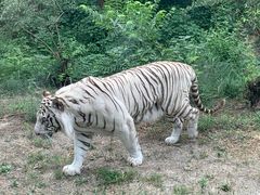 -石家庄市动物园