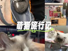 -伟伟宠物医院·瑞派猫友好医院·猫科(光谷店)