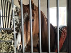 -北京群众马术培训基地