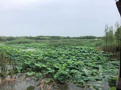 -同里国家湿地公园
