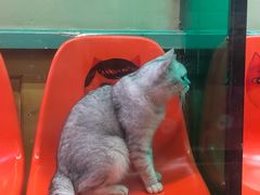 -猫咪博物馆(顶澳仔猫街店)