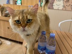 -唐小姐の私宠·宠物洗护美容·撸猫馆·购宠(周浦万达旗舰店)