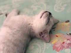 -猫大福·Fortune Cat猫舍(百子湾店)