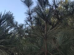 -中国钧瓷文化园