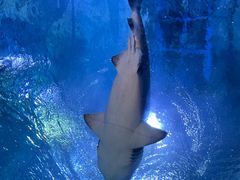 -海合安武汉极地海洋公园